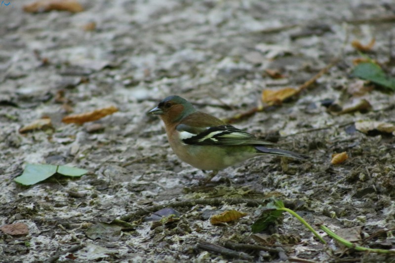 Paseo por fuentes blancas