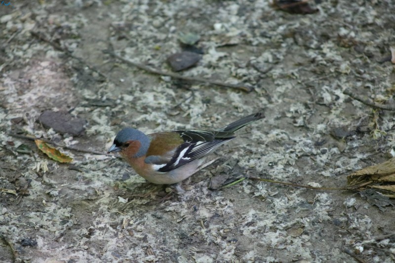 Paseo por fuentes blancas