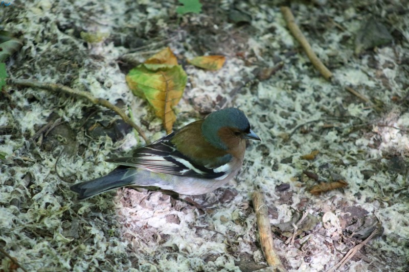 Paseo por fuentes blancas