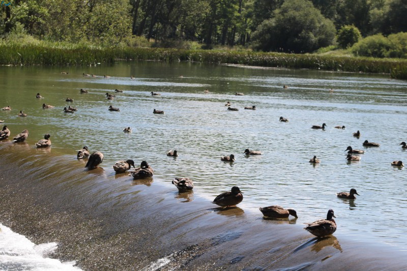 Paseo por fuentes blancas