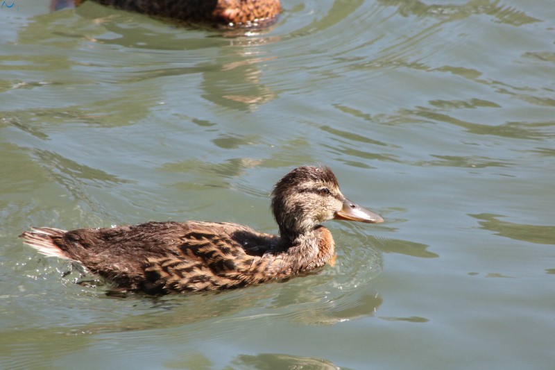 Paseo por fuentes blancas