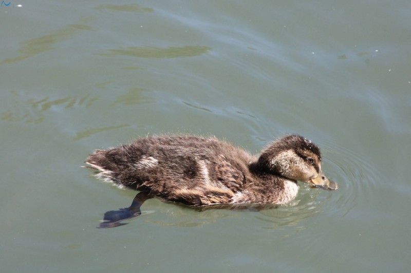 Paseo por fuentes blancas