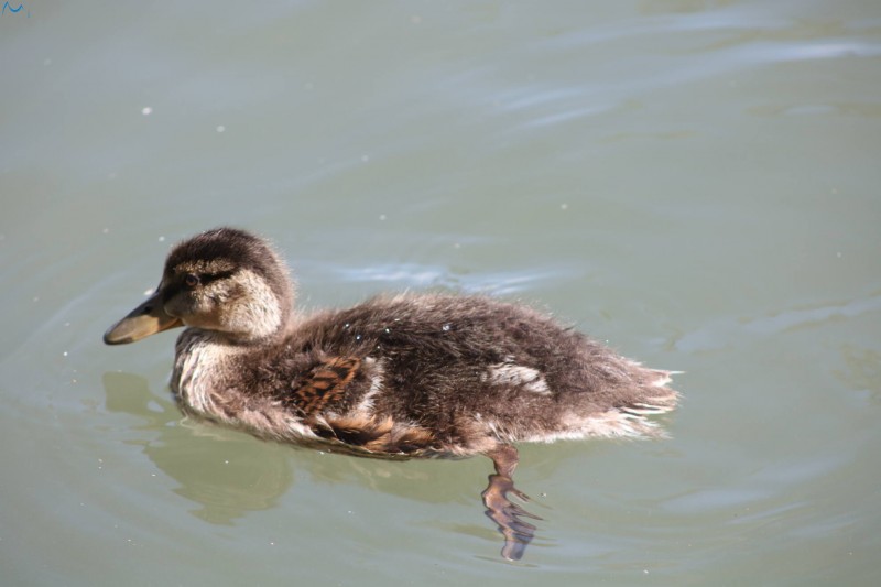 Paseo por fuentes blancas