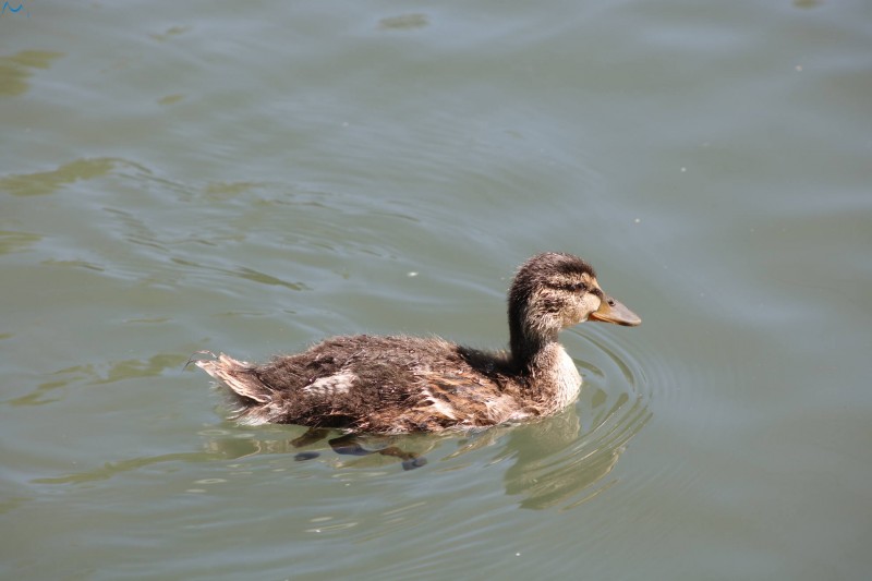 Paseo por fuentes blancas