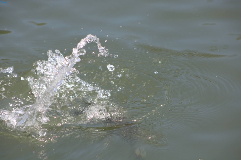 Paseo por fuentes blancas