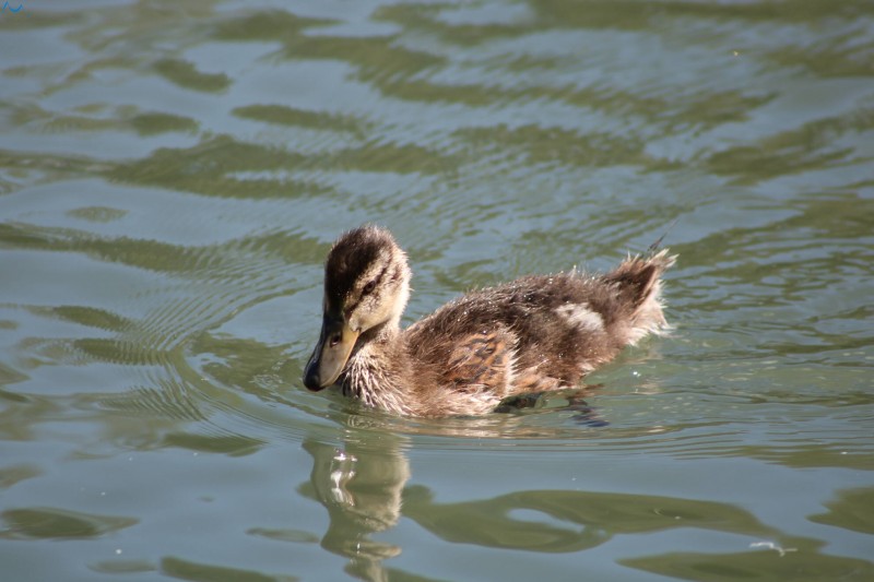Paseo por fuentes blancas