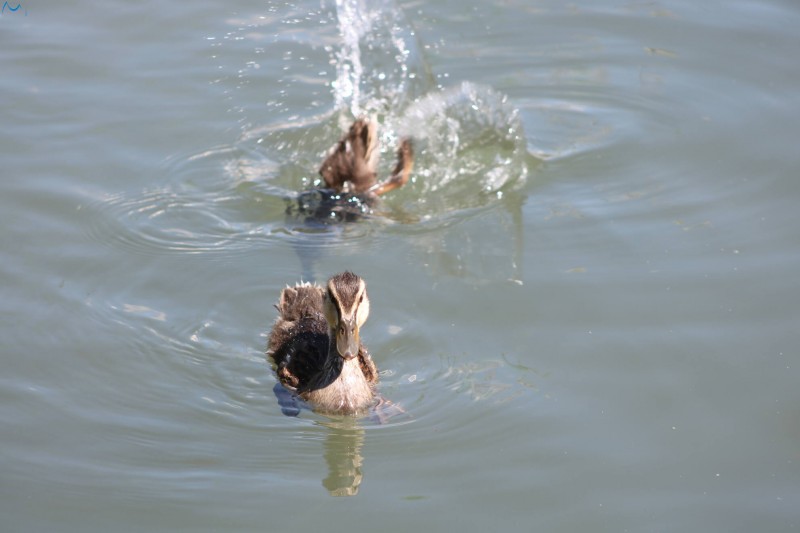 Paseo por fuentes blancas