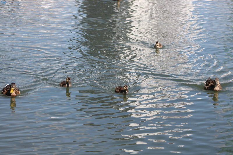 Paseo por fuentes blancas