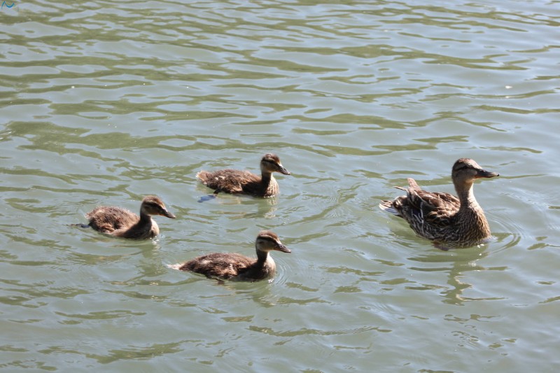 Paseo por fuentes blancas