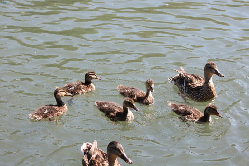 Paseo por fuentes blancas