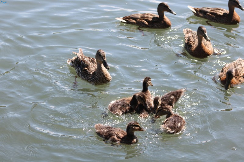 Paseo por fuentes blancas