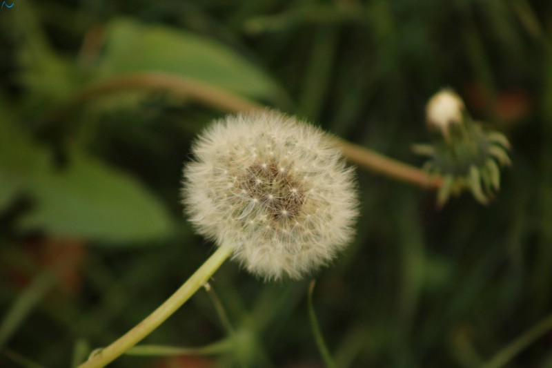 Paseo por fuentes blancas