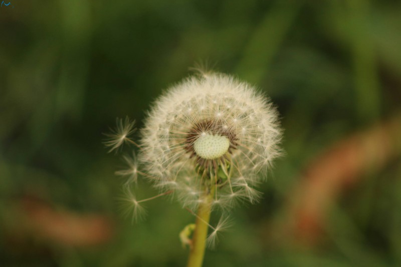 Paseo por fuentes blancas