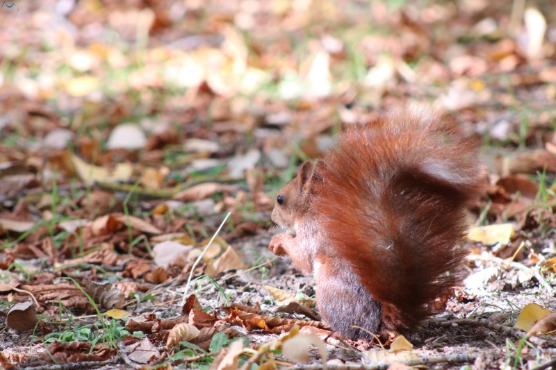 Paseo por fuentes blancas