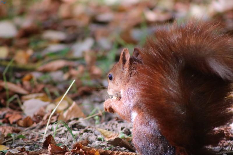 Paseo por fuentes blancas
