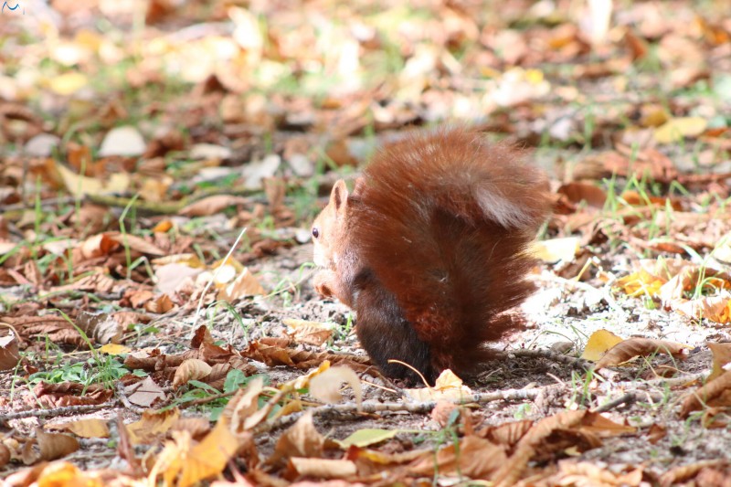 Paseo por fuentes blancas