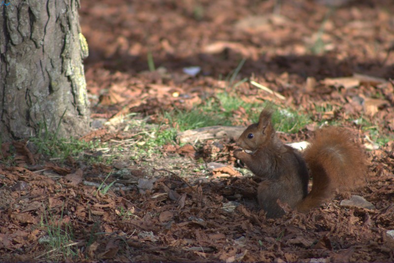 Paseo por fuentes blancas