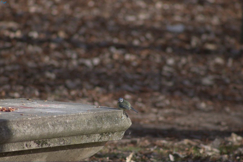 Paseo por fuentes blancas