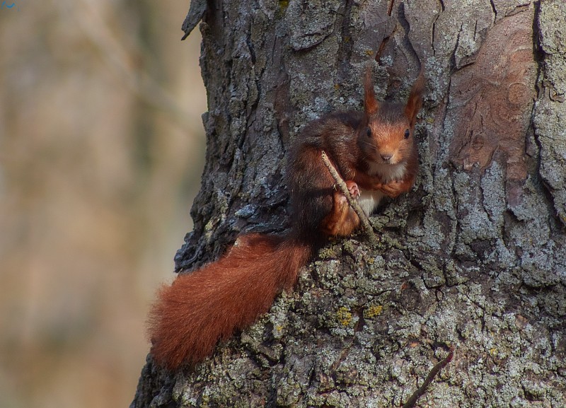 Paseo por fuentes blancas