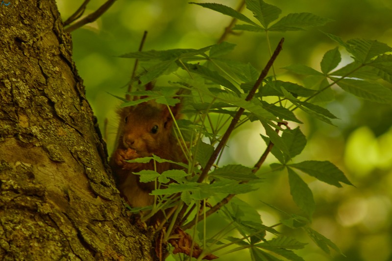 Paseo por fuentes blancas
