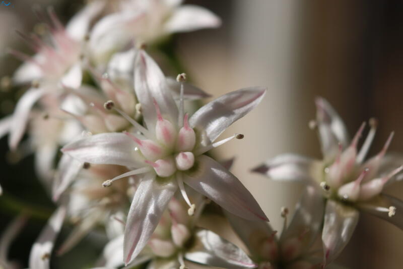 Flor de árbol de Jade