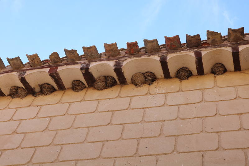 También las golondrinas explotan los sitios destacables