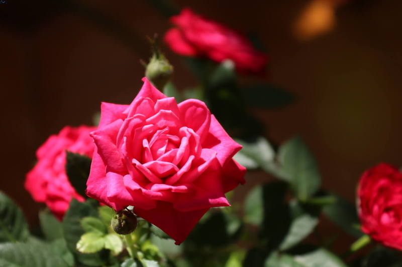 En mi pequeño jardín