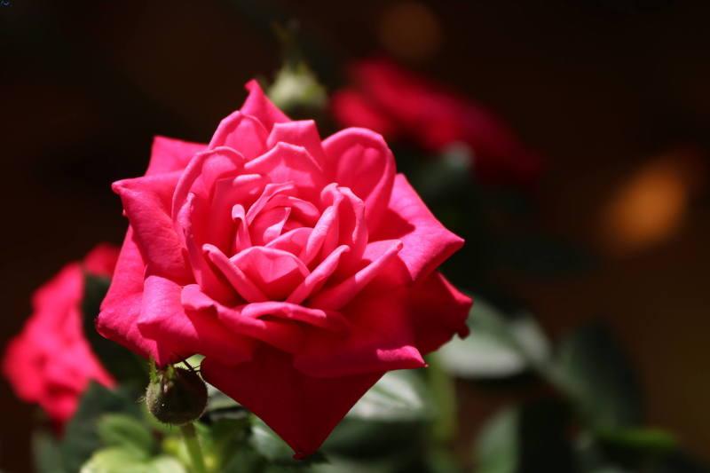 En mi pequeño jardín