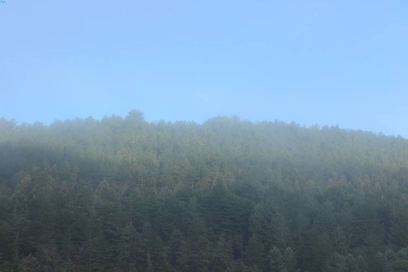 Niebla en los árboles