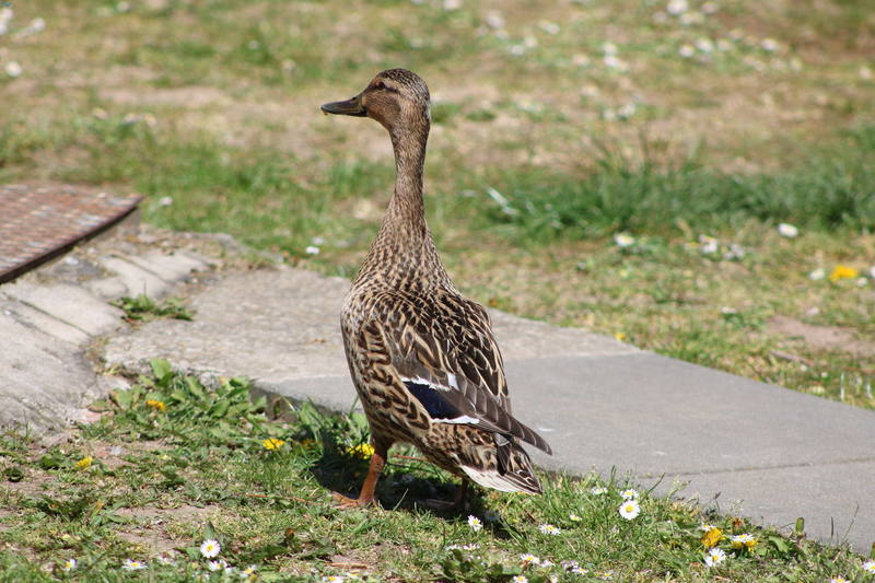 pato en en la ciudad