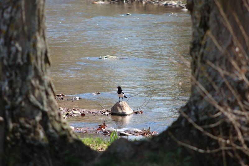 Pillada entre árboles