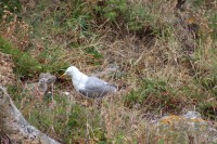Alimentando en las Cíes