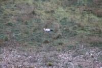 Cigüeña en el antiguo hospital