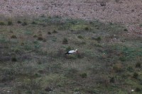 Cigüeña en el solar del antiguo hospital
