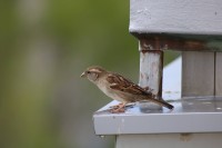 Veo un lindo pajarito