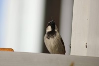 Posar antes de comer