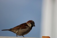 Posar antes de comer