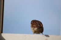 Posar antes de comer