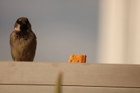 Posar antes de comer