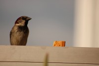 Posar antes de comer