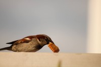 Posar antes de comer