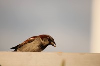 Posar antes de comer