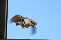 Procedimiento correcto 4/4