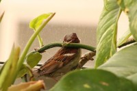 Me colé en tu terraza