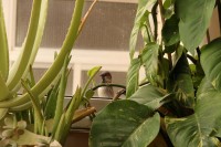 Me colé en tu terraza