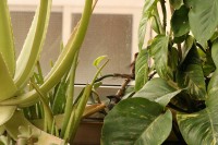 Me colé en tu terraza