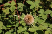 Naturaleza en Sotopalacios