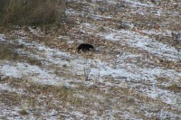 Gato negro en Burgos