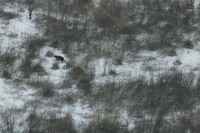 Gato negro en Burgos