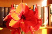 Florece en casa frontal